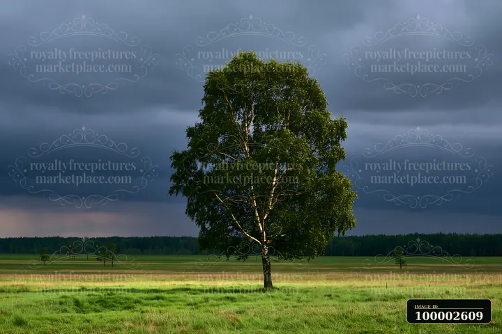 A large tree stands alone in a grassy meadow with dramatic clouds overhead.