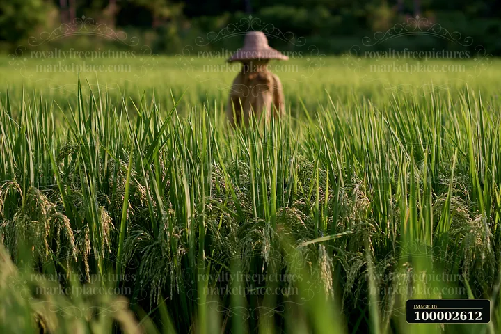 A scarecrow stands in a rice paddy, with lush green rice plants growing all around.