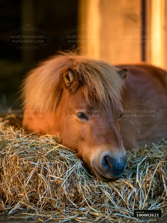 A horse is sleeping in a stall, resting its head on straw bedding in a wooden barn.
