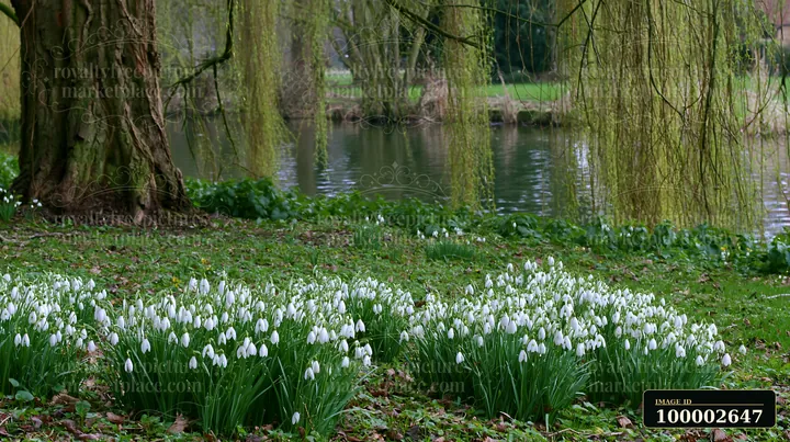 Snowdrop flowers beneath trees grow in clusters by a river's edge in an outdoor setting.