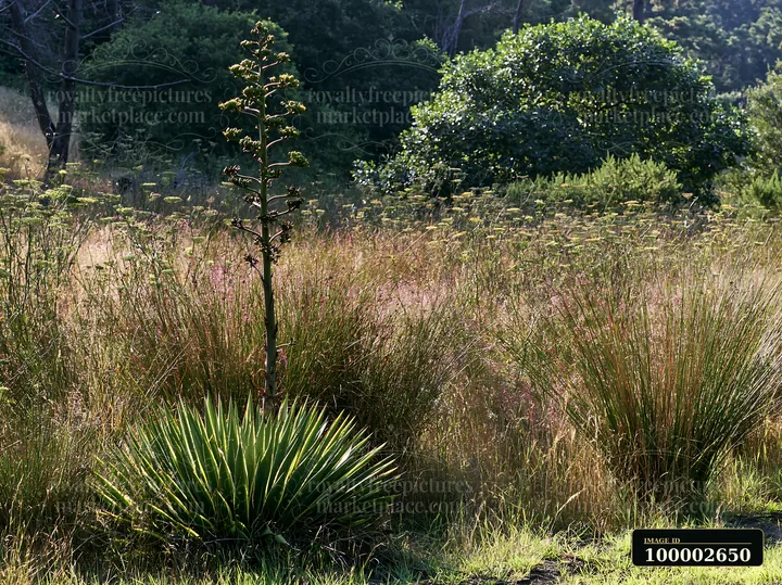A tall agave flower stalk stands in a meadow surrounded by various grasses and shrubs.
