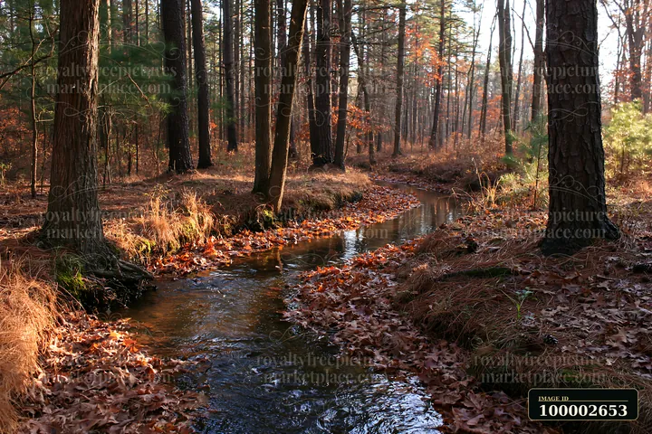 A small watercourse among pine trees flows through a forest with fallen leaves in autumn.