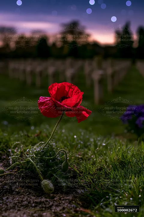 A red flower stands in the foreground of a soldiers' cemetery under a starry night sky.