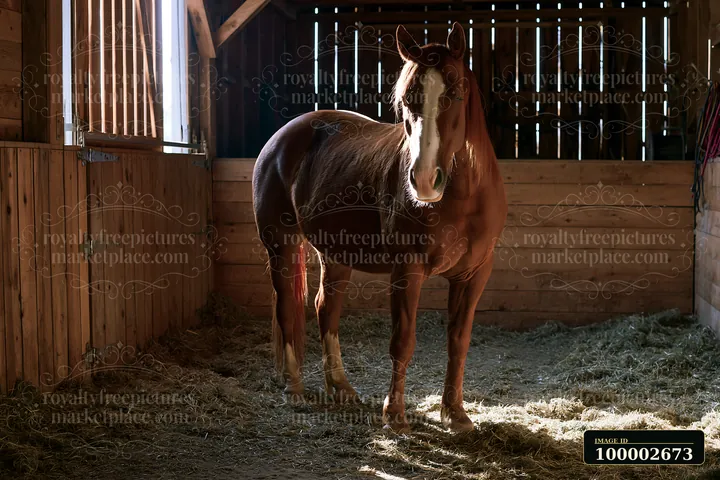 A horse sleeping in stall rests in a wooden barn with hay on the floor.
