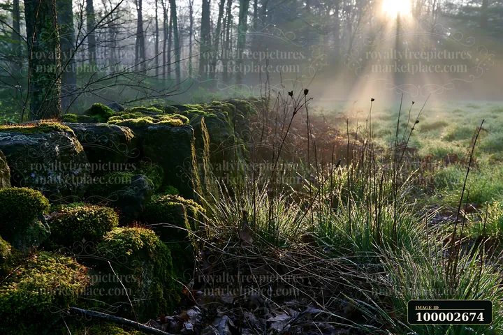 Sunbeams over a misty meadow shine through trees and highlight grassy areas.