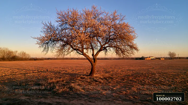 An almond tree stands alone in a vast field, displaying blossoms against a colorful sky during sunset.