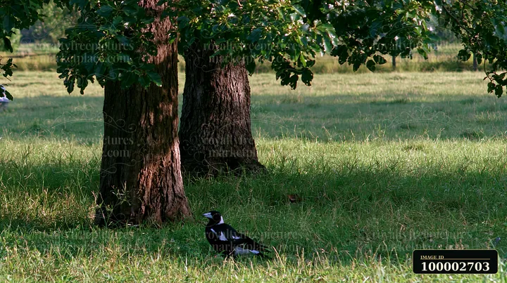 An Australian magpie in grassland searches for food nearby two large trees.