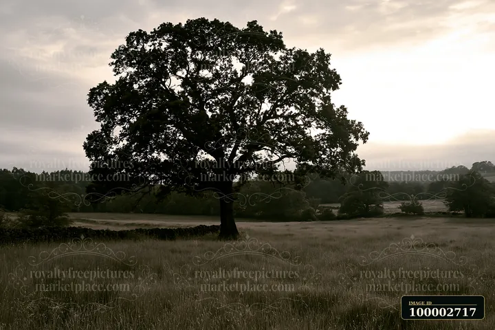 A lone tree stands in a meadow with tall grass, surrounded by hills and a stone wall.