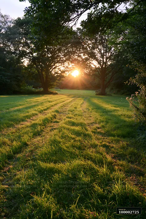 Freshly cut meadow rows stretch across the field as the sun sets behind the trees.