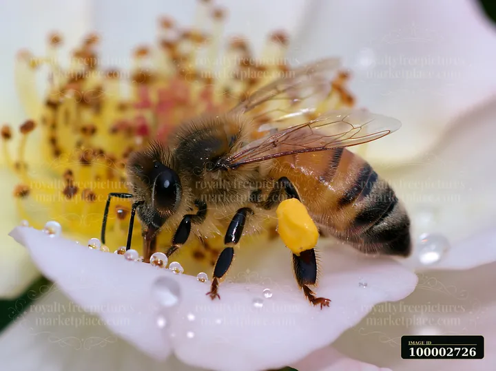 A honey bee crawling on a petal collects pollen while gathering nectar.