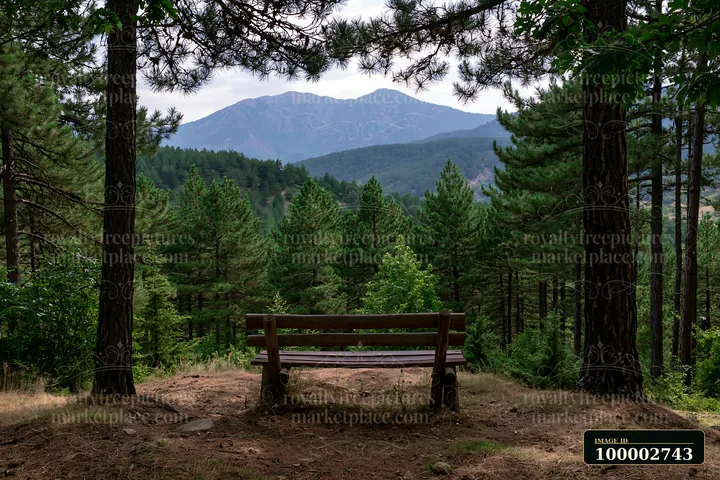A wooden bench is positioned in a pine forest overlooking a mountain range.
