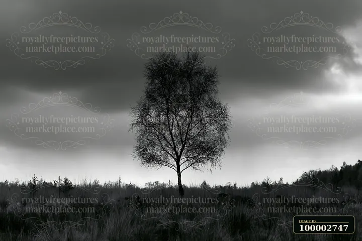 A single tree stands in a meadow with dramatic clouds above it.
