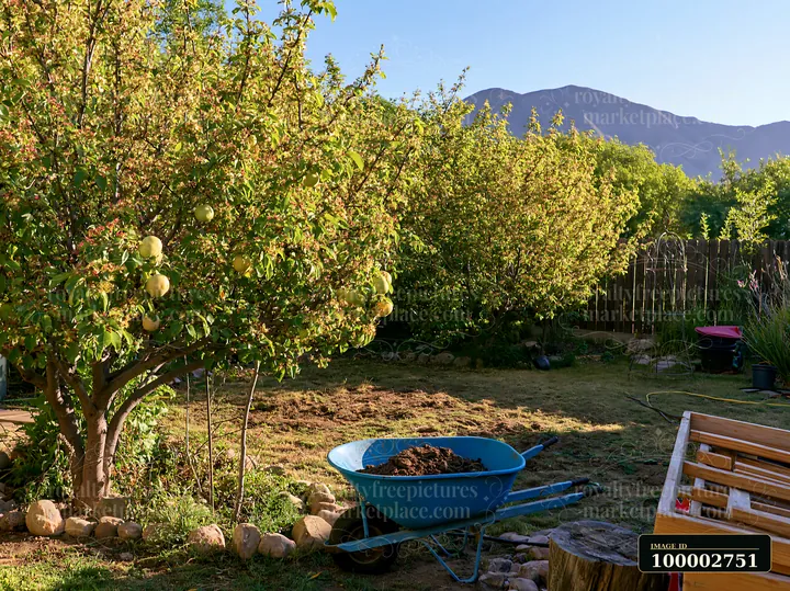 Blooming trees in a sunny backyard show vibrant greenery, along with a wheelbarrow filled with soil.