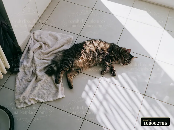 A Serengeti cat lies on a tiled floor next to a towel, basking in sunlight that streams through a window.