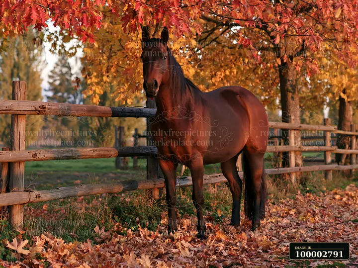 A horse stands beside a wooden fence while colorful autumn leaves cover the ground.