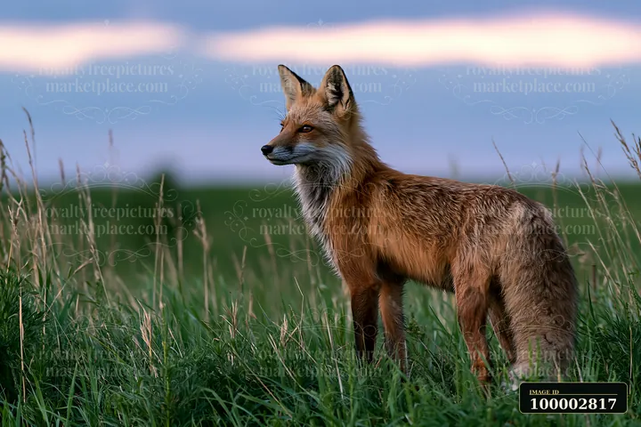 A fox stands alert in a meadow under dramatic clouds.