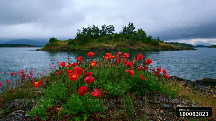 Red flowers bloom on an island after rain, surrounded by calm waters and a cloudy sky.