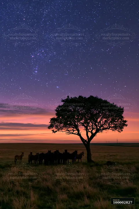 A wild horse herd silhouetted against stars stands near a tree in an open landscape at dusk.