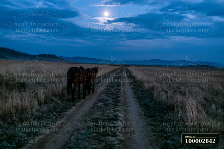 Wild horses grazing at night roam a dirt path in a grassy field.