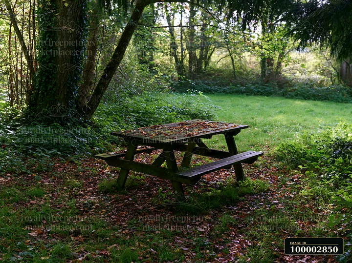 A wooden picnic table is placed in a shaded meadow in woodland clearing surrounded by trees, grass, and fallen leaves on the ground.