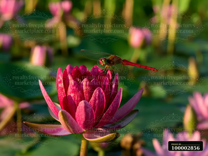 A dragonfly rests on a pink water lily in a pond surrounded by tall reeds.