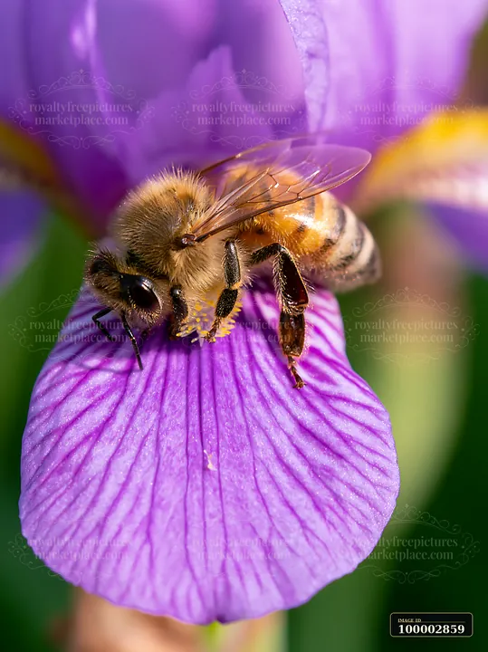 A honey bee crawling on a petal of a purple flower gathers pollen in a garden setting.