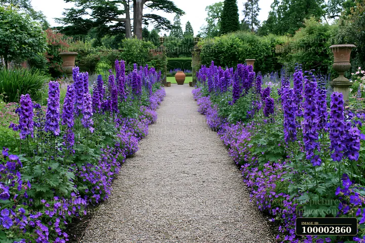 A vibrant delphinium flower border lines a gravel path in a well-kept garden.