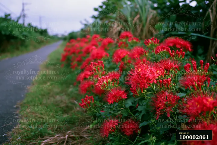 Bright red flowers line a narrow road on an island, adding color to the landscape.