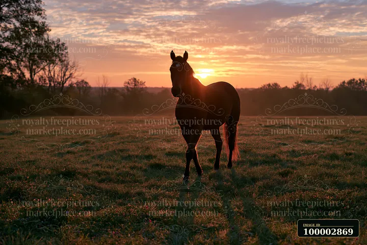 A horse stands in a grassy field as the sun sets behind trees, casting a warm glow.
