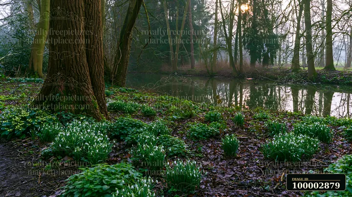 Snowdrop flowers beneath trees line the edge of a stream, surrounded by green foliage and wet soil.