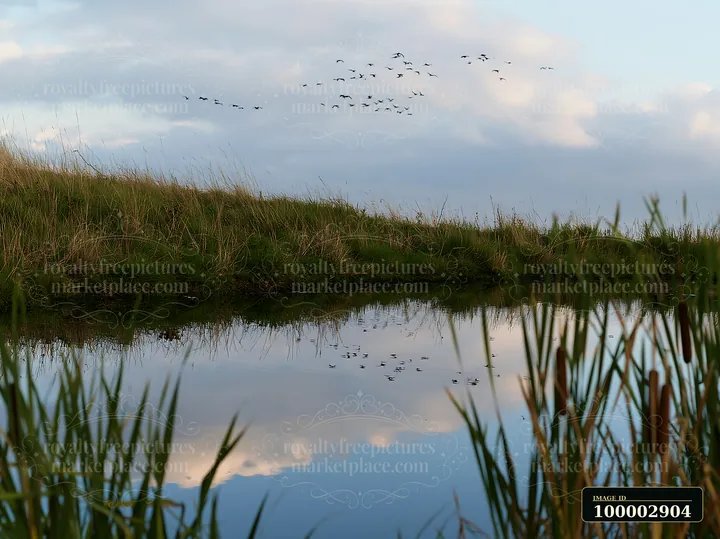 A group of birds is flying overhead in a meadow with grass and a still pond reflecting clouds.