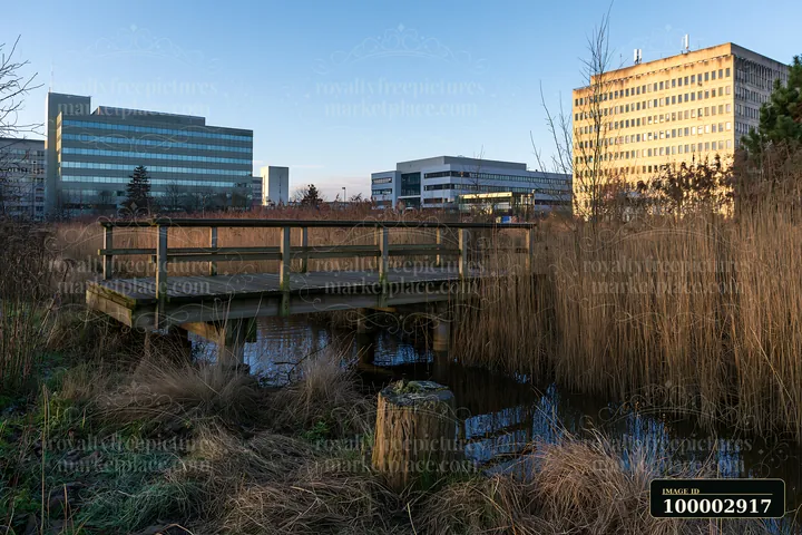 A wooden walkway extends over water in an urban meadow among buildings, surrounded by tall grass and reeds.