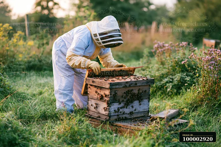 A beekeeper in protective gear inspects a beehive surrounded by a freshly mowed meadow.