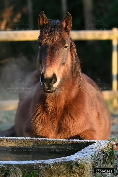 A horse is resting beside a frozen water trough, exhaling visible breath in the cold morning air.