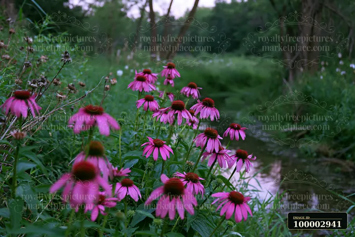 Echinacea flowers in prairie flourish near a small creek surrounded by green grass and trees.