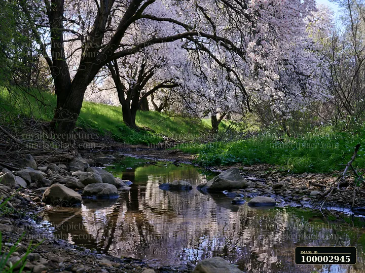 Almond tree blossoms in landscape bloom beside a small stream.