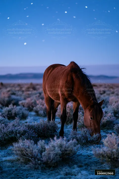 Wild horses graze on frost-covered grass while stars shine brightly in the sky at night in a remote nature reserve.