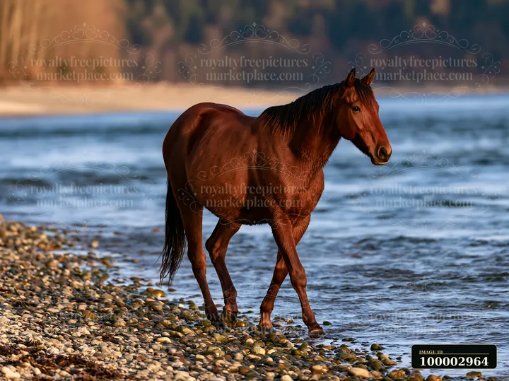 Two wild horses walk along the beach as waves gently lap at the shore.