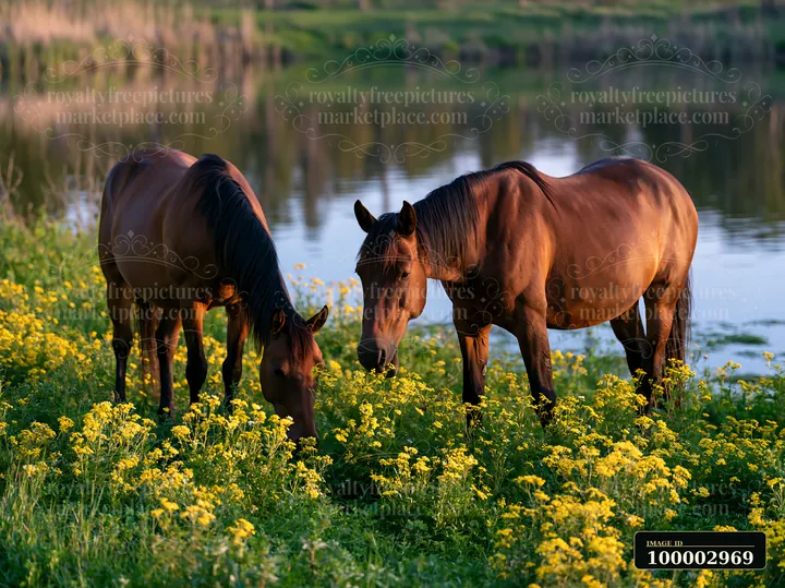Two wild horses graze in a field of bright wildflowers near a calm body of water.