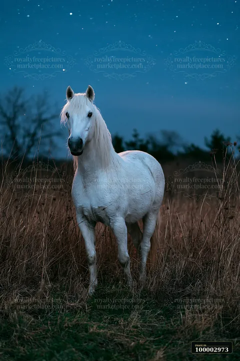 A horse stands in a grassy area at night, surrounded by tall grass with a starry sky above.