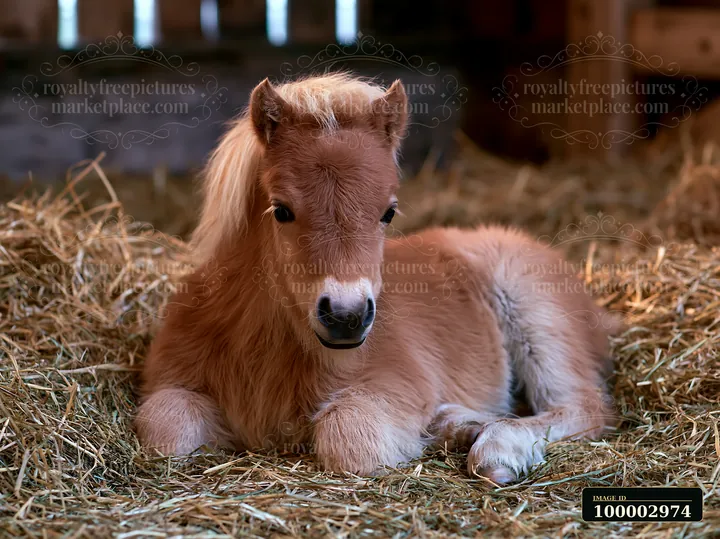 A brown horse rests comfortably in a bed of straw within a stable.