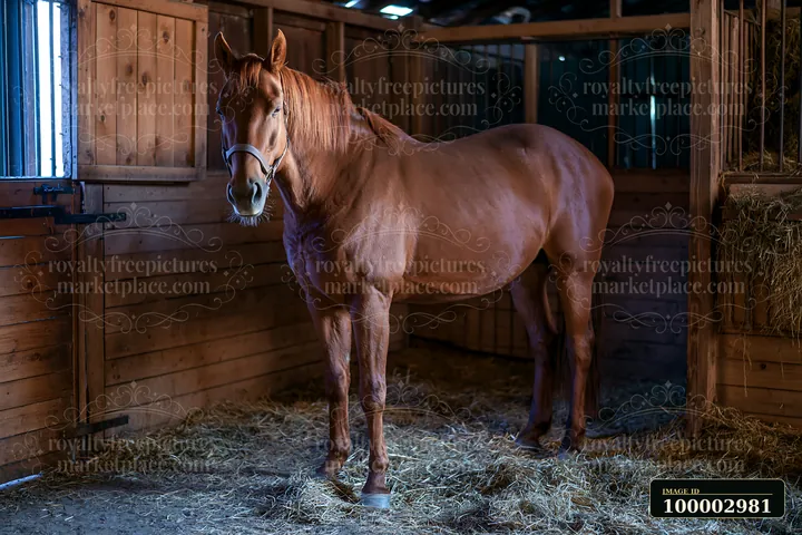 A horse sleeping in stall rests in a wooden barn surrounded by straw.