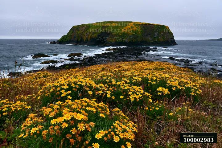 A flower-covered island stands out against a cloudy sky by the sea.