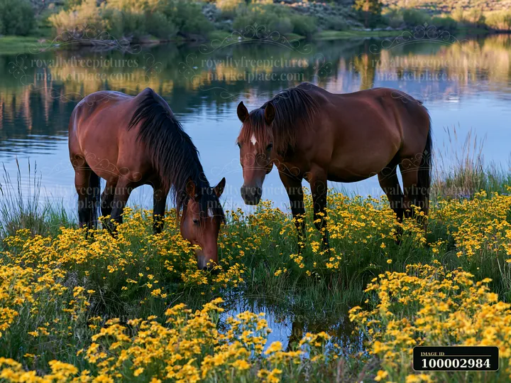 Two wild horses graze near vibrant wildflowers along the edge of a calm lake.