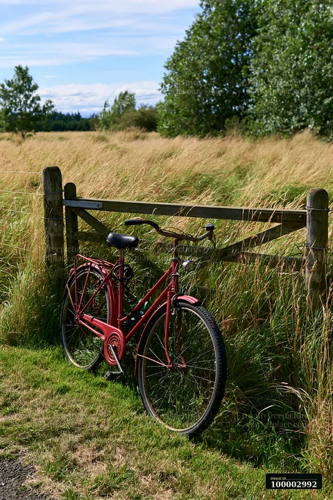 A red bicycle leans against a wooden fence in a meadow where wind blows through meadow grass.