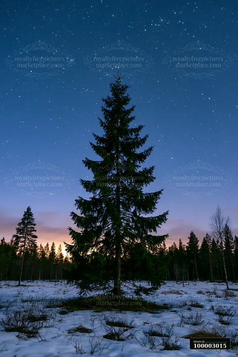 A tall tree stands in a snowy forest under a bright starry night sky.