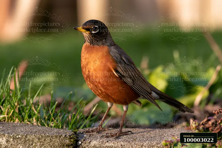 A bird stands on a sidewalk in a green urban meadow surrounded by buildings.