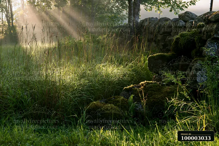 Sunbeams over a misty meadow illuminate tall grass and a stone wall.