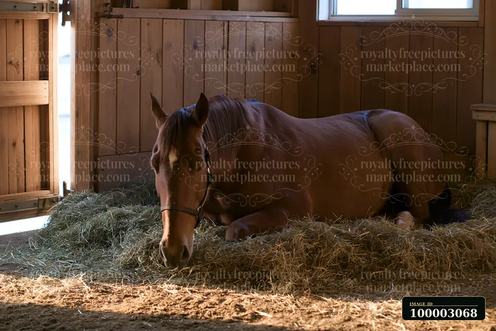 A horse sleeping in a stall lies on a bed of straw in a wooden stable.