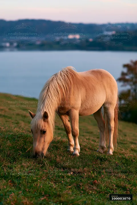A wild horse grazes beside a lake as the sun sets in the background.